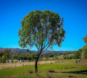 IMAGE_Gumbi_Gumbi_Gumby_Gumby_Tree_Farm